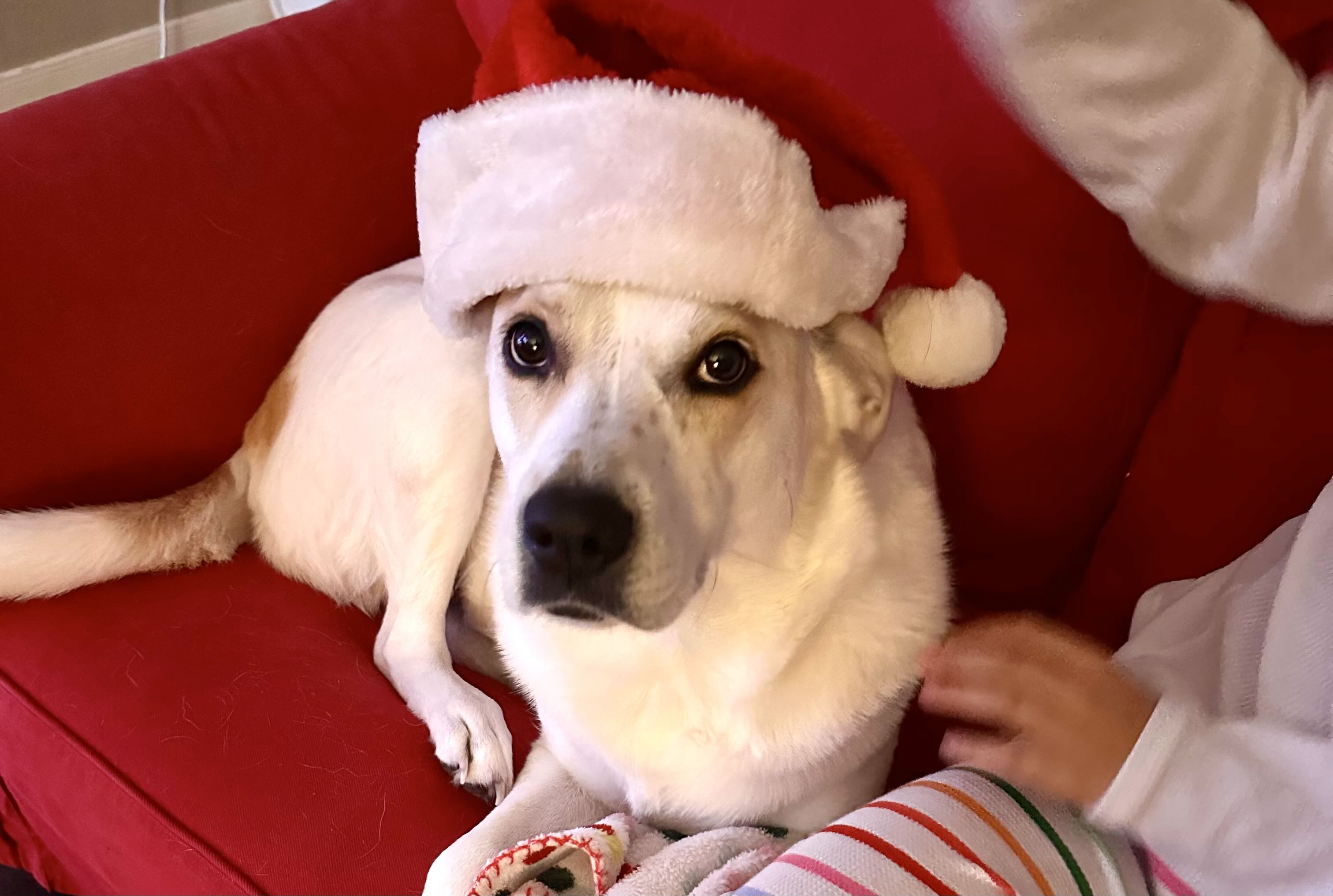 michael.petersen2 on One Bite Pizza App