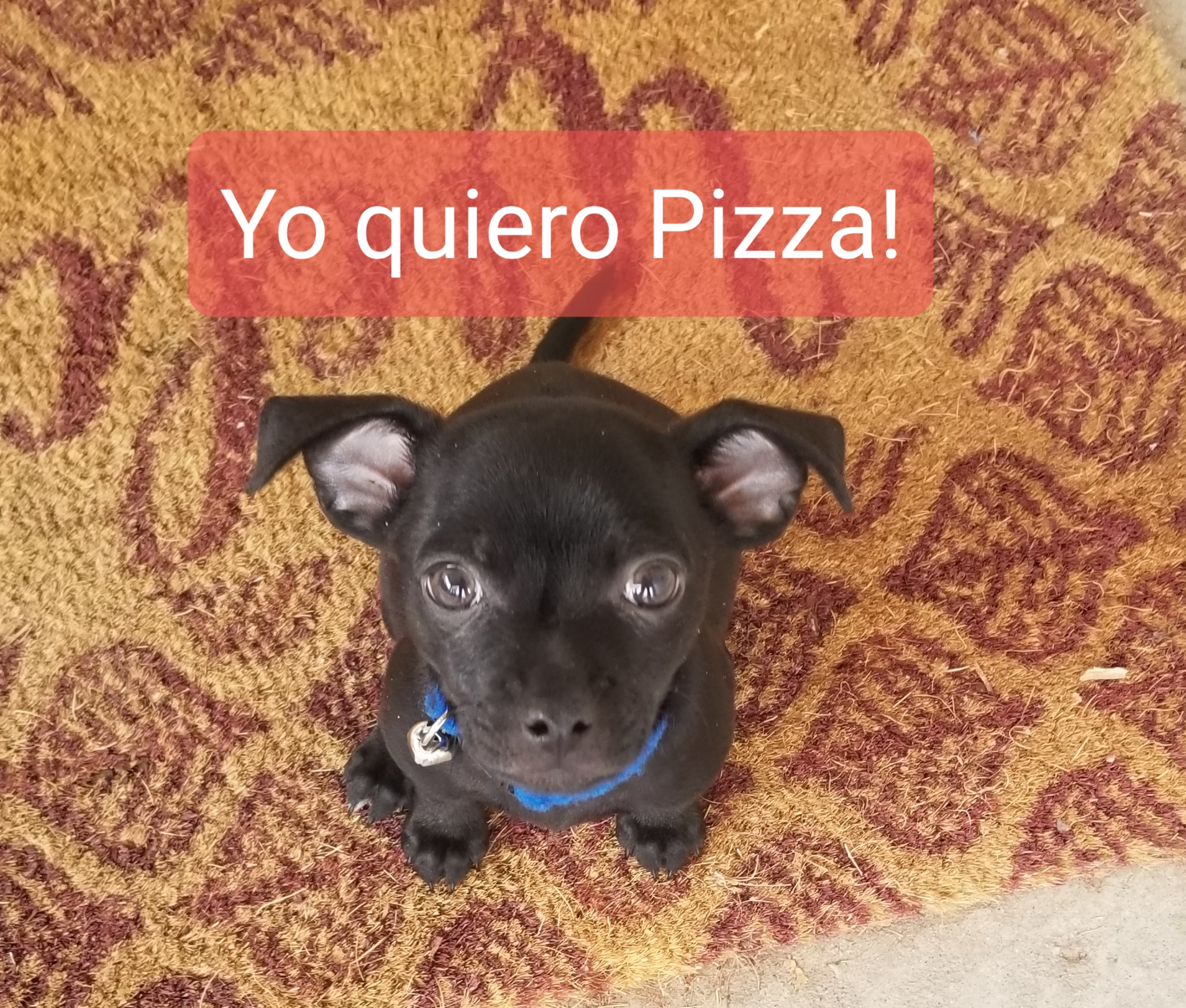 luevano.panch on One Bite Pizza App