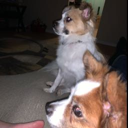 sdubatc on One Bite Pizza App