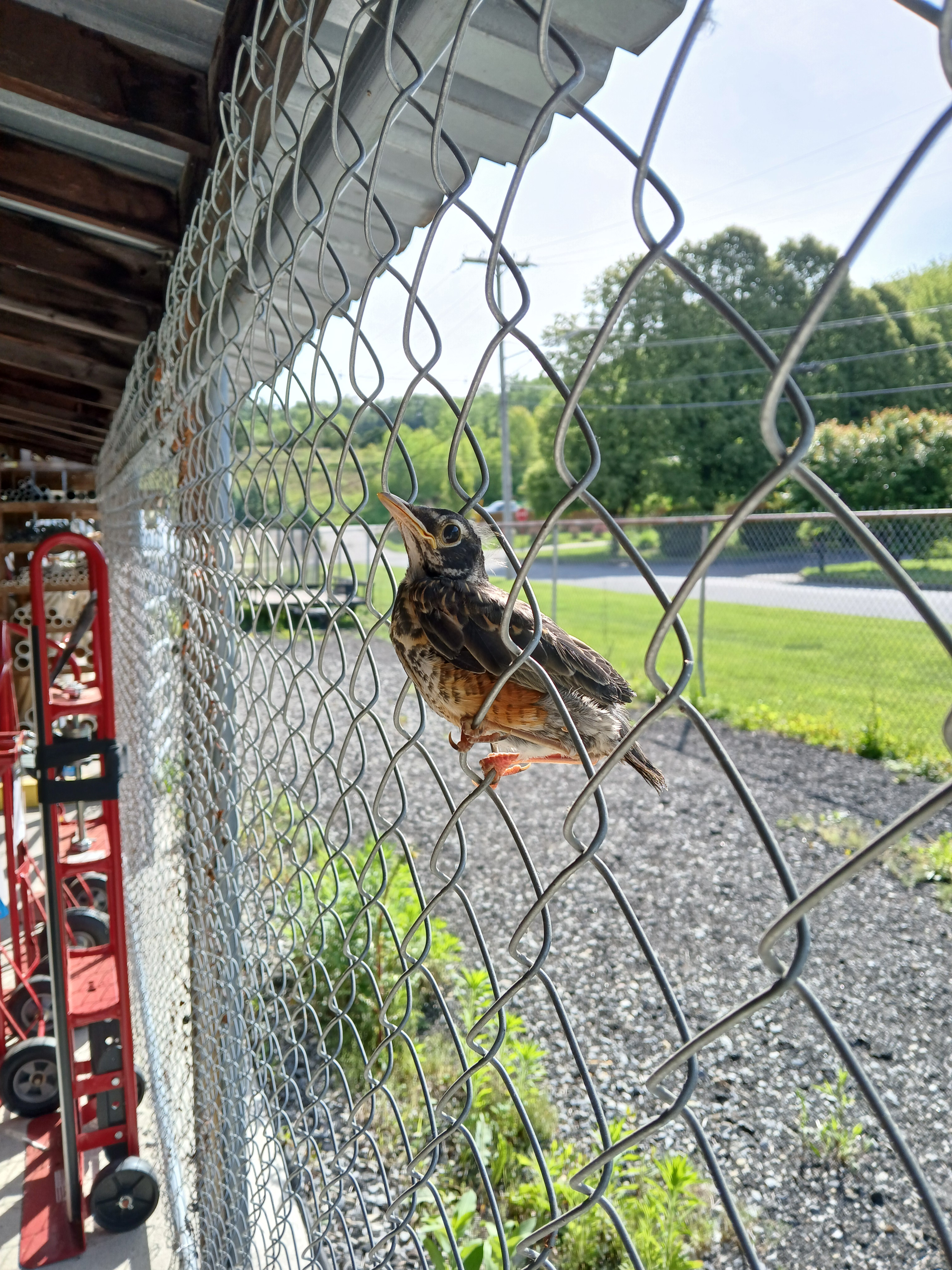 noah.w-d on One Bite Pizza App