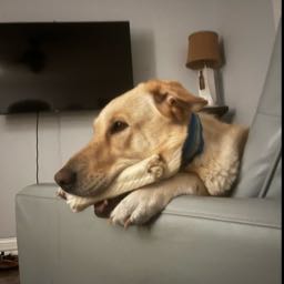 m.m90 on One Bite Pizza App