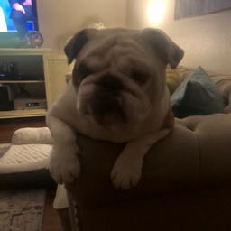 mike.pizza.mike on One Bite Pizza App