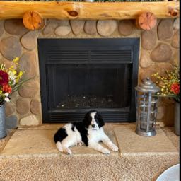 jamal.householder on One Bite Pizza App