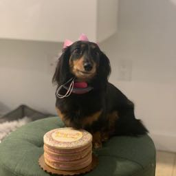 chris.correa1 on One Bite Pizza App