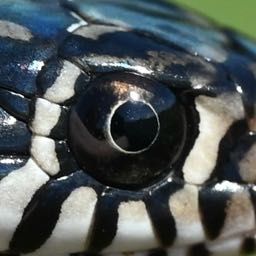 samuel.orange on One Bite Pizza App