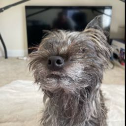 sjspizza on One Bite Pizza App