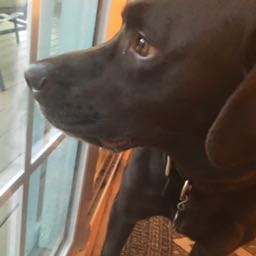 jeff.brown5 on One Bite Pizza App