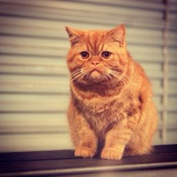 tylerbonta on One Bite Pizza App