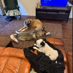 joe.zaucha on One Bite Pizza App