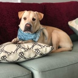 ripper.magoo on One Bite Pizza App