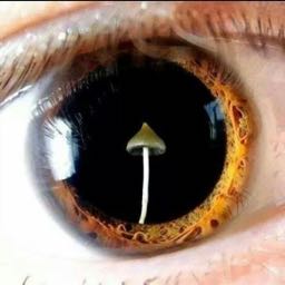 mkai.w on One Bite Pizza App