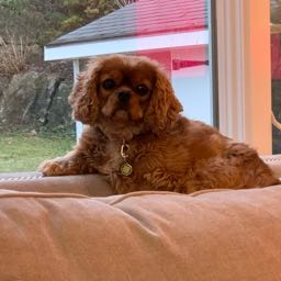 ryder.kazerman on One Bite Pizza App