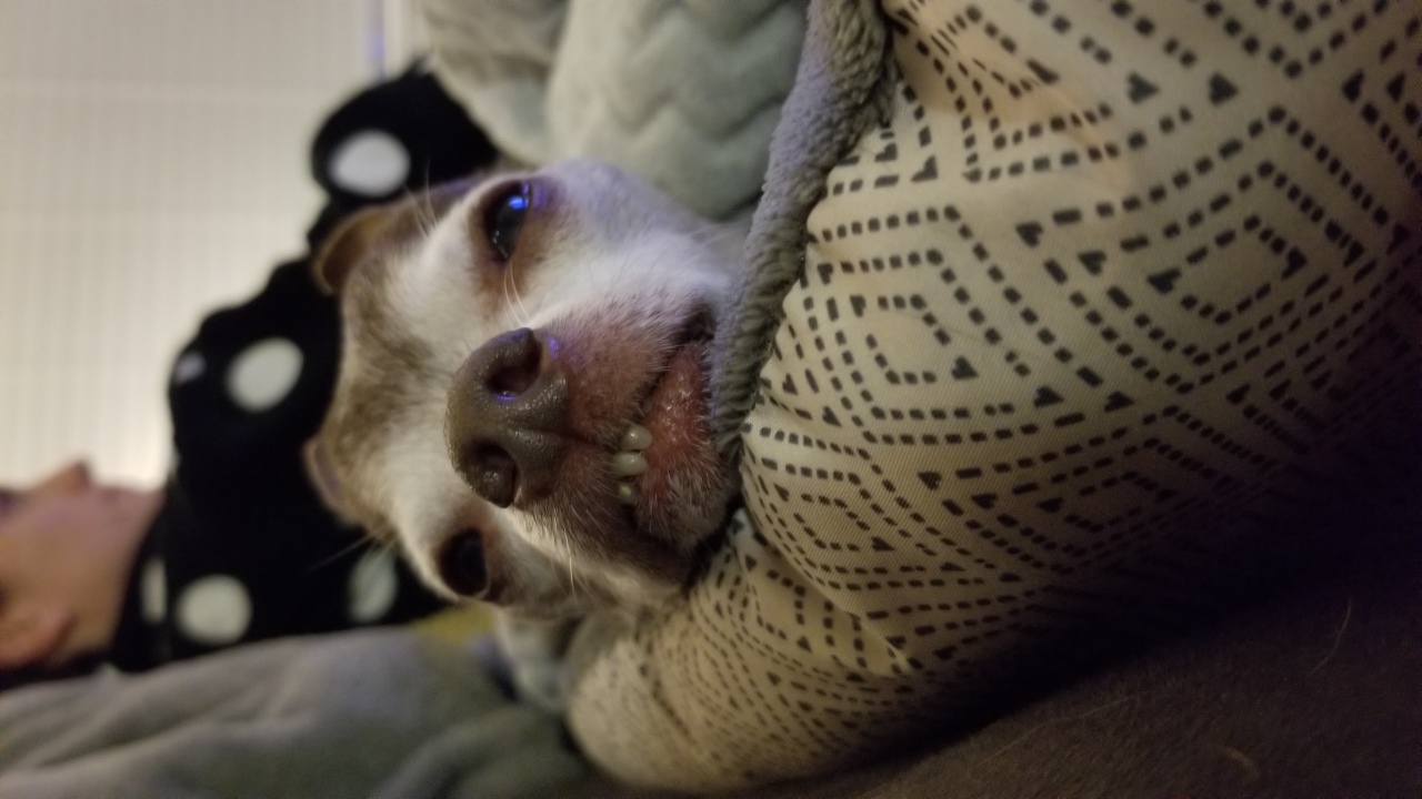 eric.shell on One Bite Pizza App