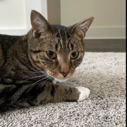 kevin.barry12 on One Bite Pizza App