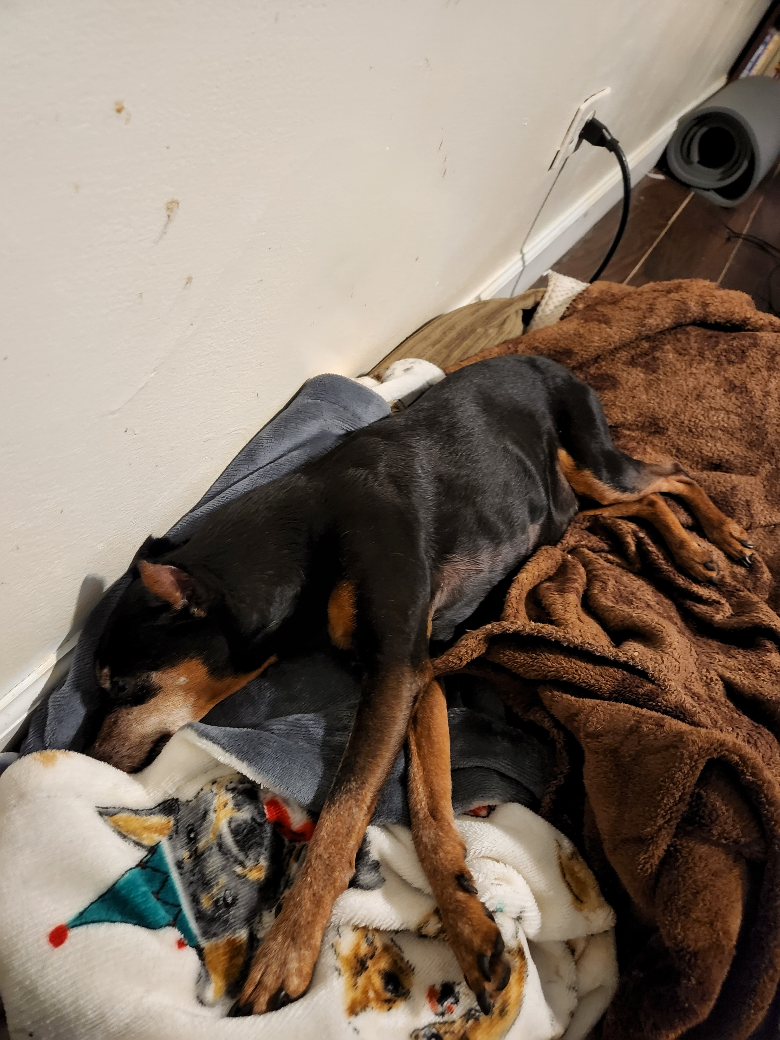 alex.guzman3 on One Bite Pizza App