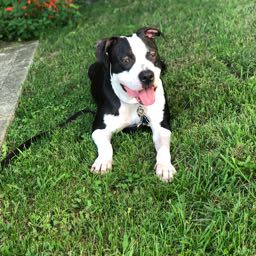 joecastenir on One Bite Pizza App