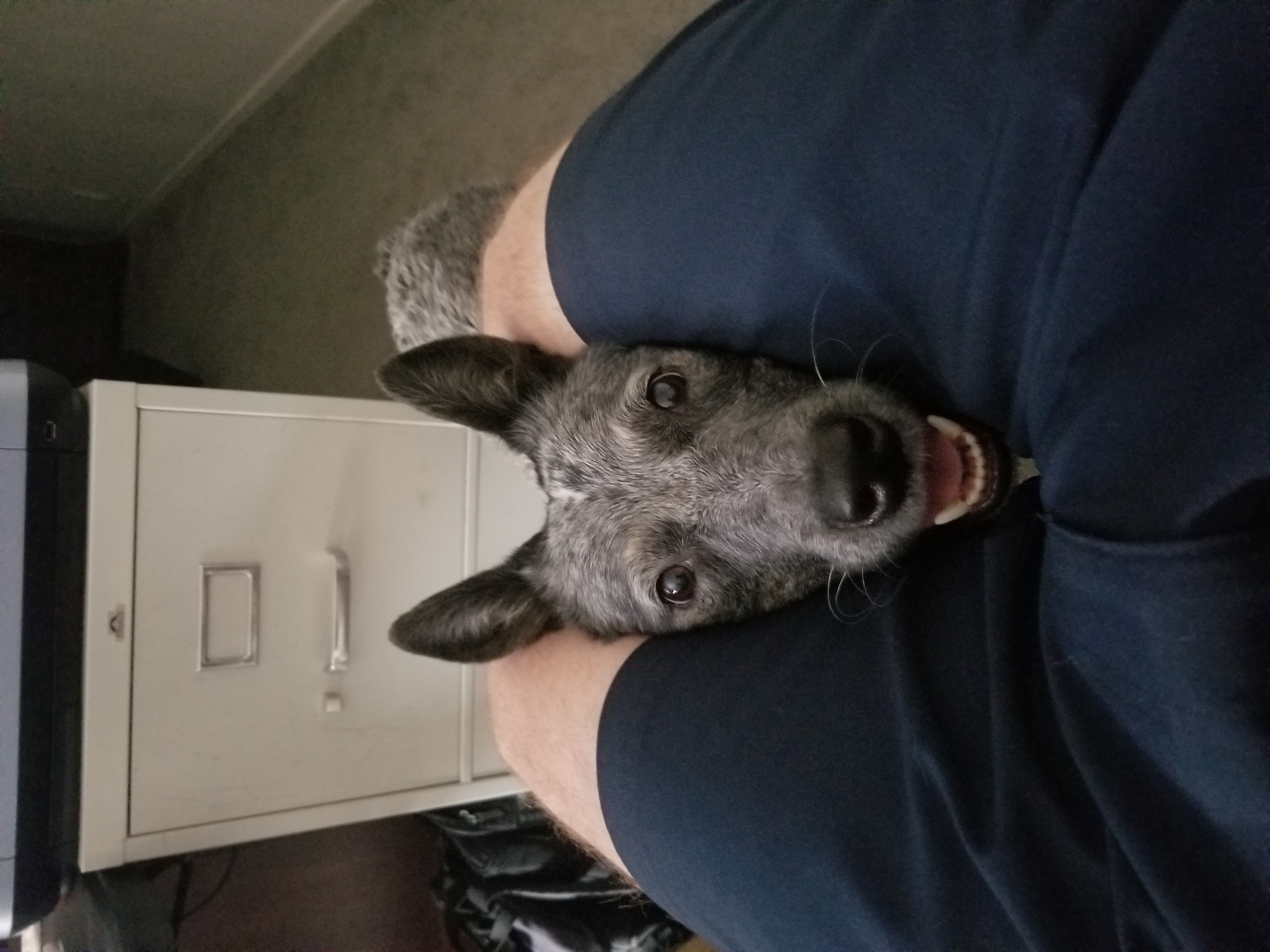 alex.mahan on One Bite Pizza App