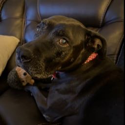 marc.fittante on One Bite Pizza App