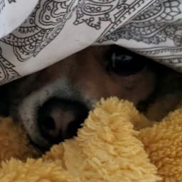 danny.o sullivan on One Bite Pizza App