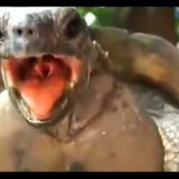 itob on One Bite Pizza App