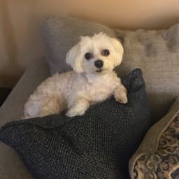 zsazsaclark on One Bite Pizza App