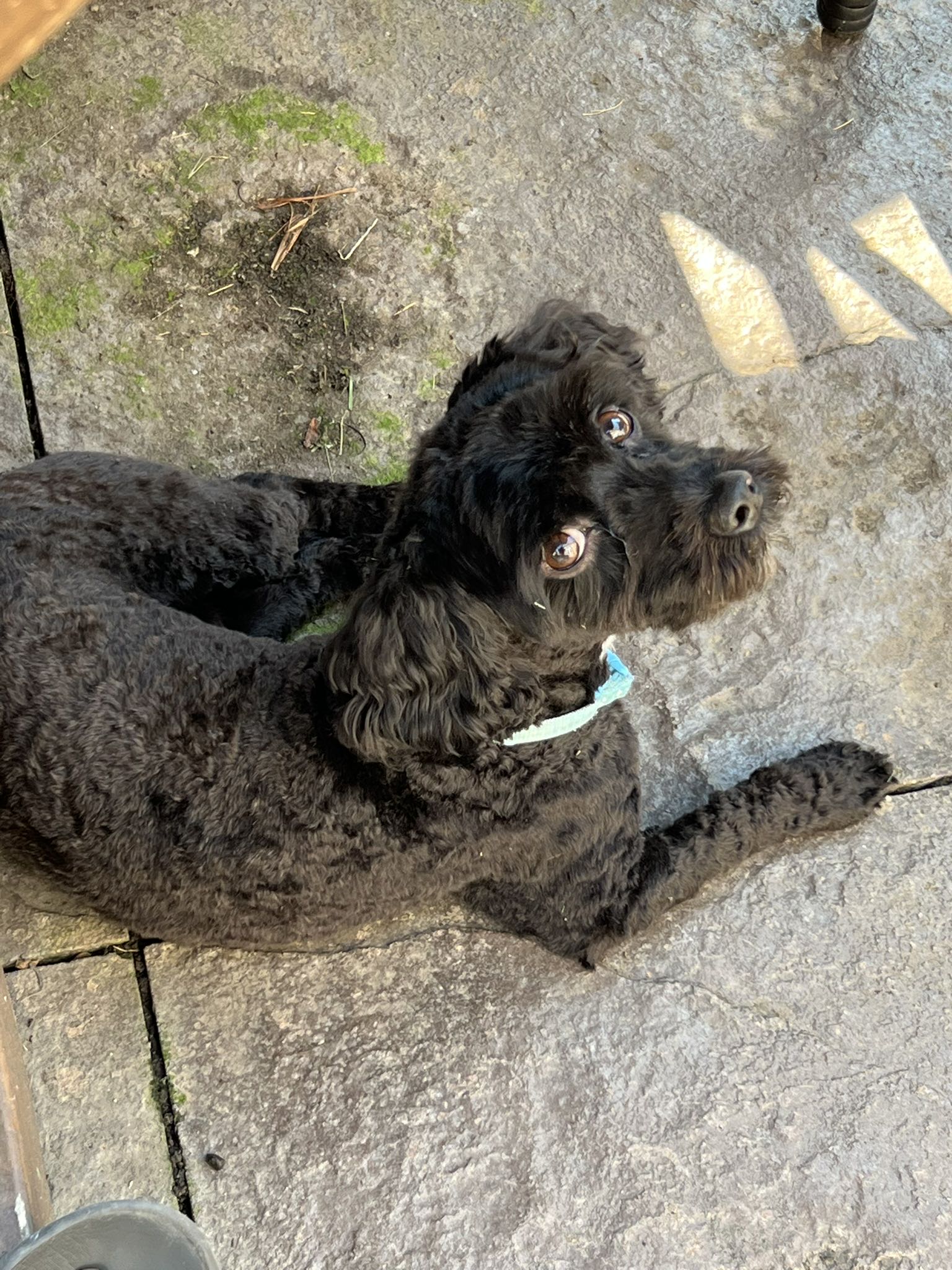 dynamite.dan on One Bite Pizza App