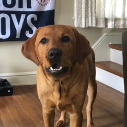 scott.osterhoudt on One Bite Pizza App