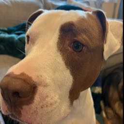 corey.henderson1 on One Bite Pizza App