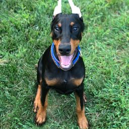 mk2115 on One Bite Pizza App