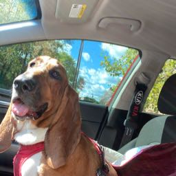 elpizzapres on One Bite Pizza App