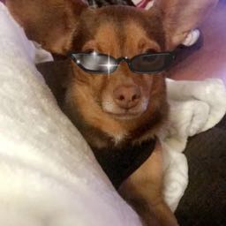 509pizzaman on One Bite Pizza App