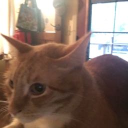 thedubc on One Bite Pizza App