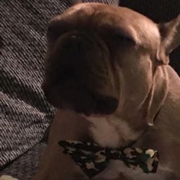 rorjam on One Bite Pizza App