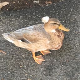 gcin5984 on One Bite Pizza App