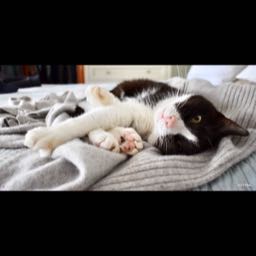 clarkwithnoe on One Bite Pizza App