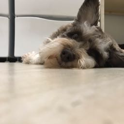 tyler.colgan on One Bite Pizza App