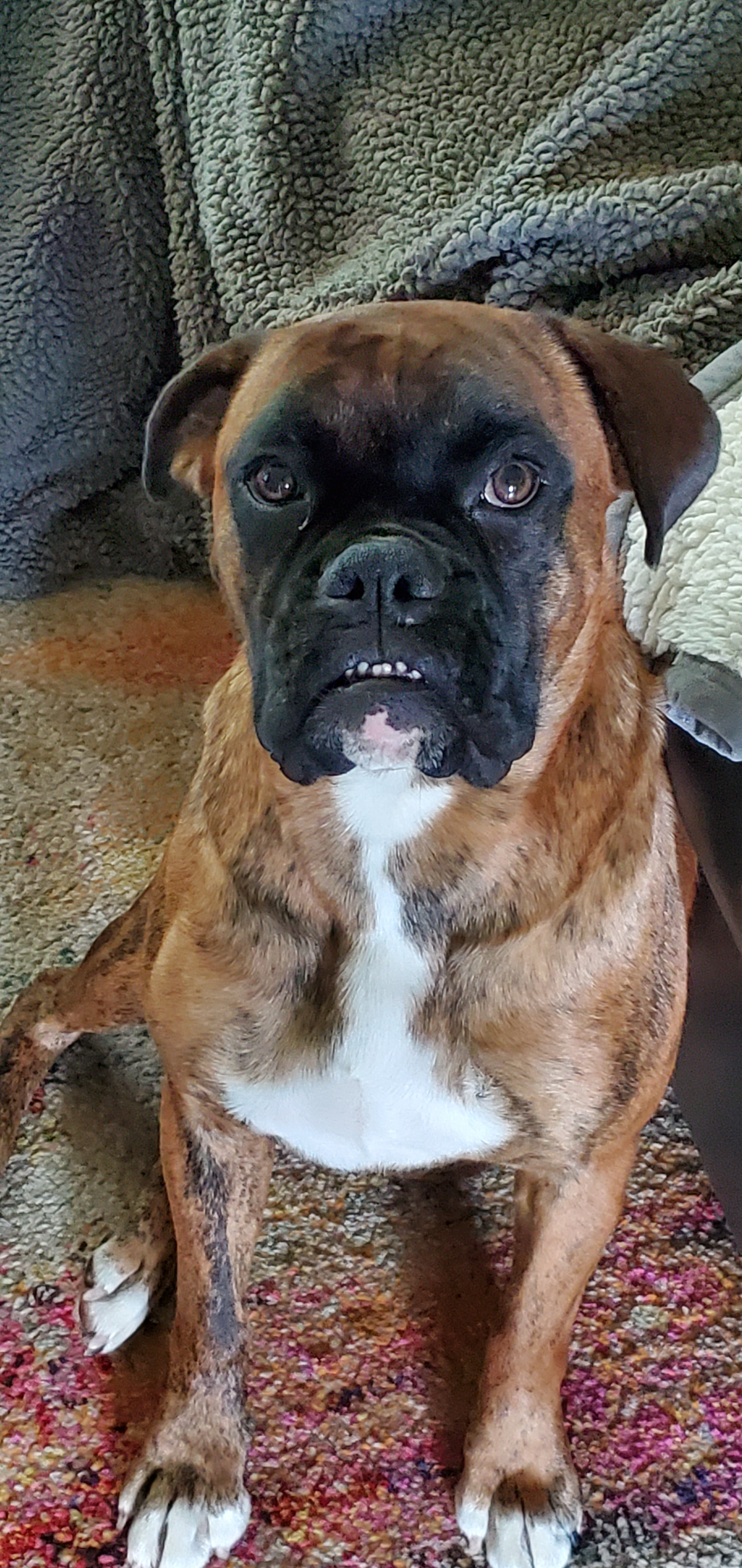 ron.halfman1 on One Bite Pizza App