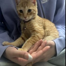 cameron.becerril on One Bite Pizza App