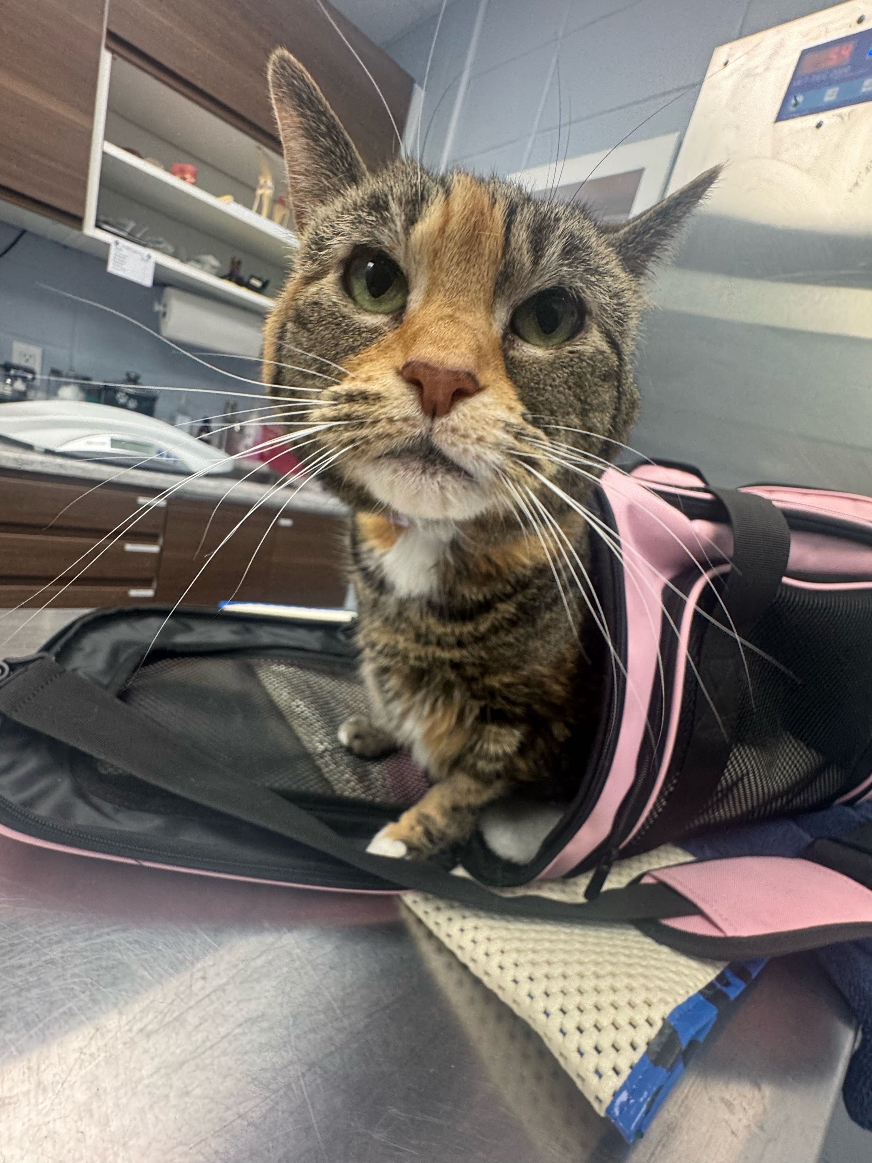 longislandpizzaking on One Bite Pizza App