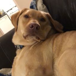 joey.camilleri on One Bite Pizza App