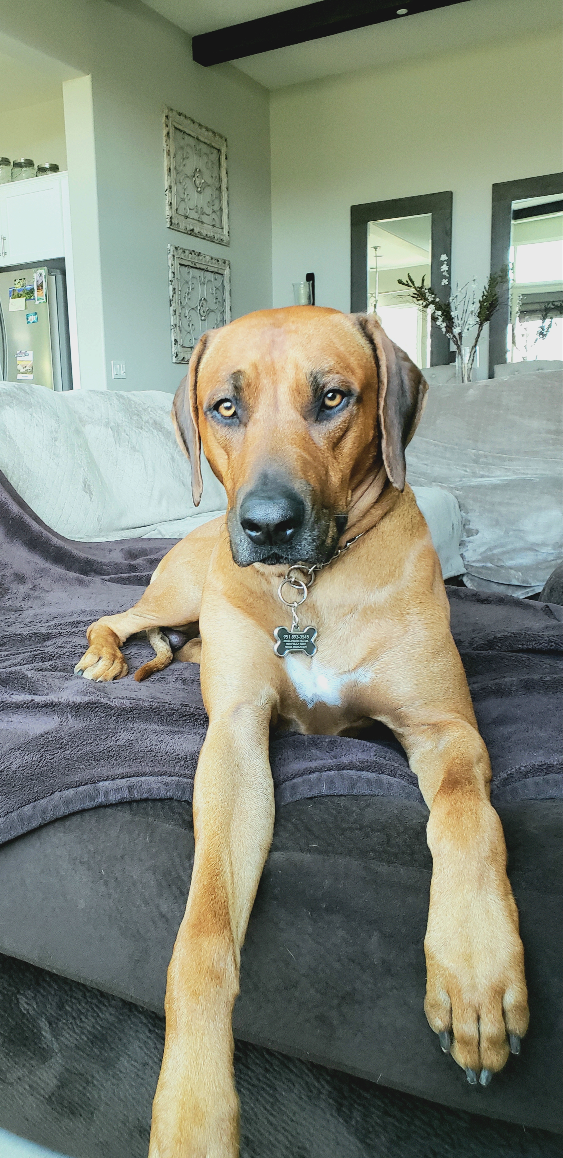 kodiak on One Bite Pizza App