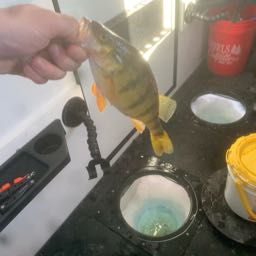 alex.chapman3 on One Bite Pizza App