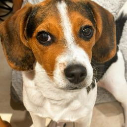 michael.dubin on One Bite Pizza App