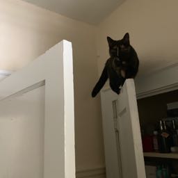 james.vanbergen on One Bite Pizza App