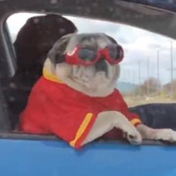 jxsh on One Bite Pizza App