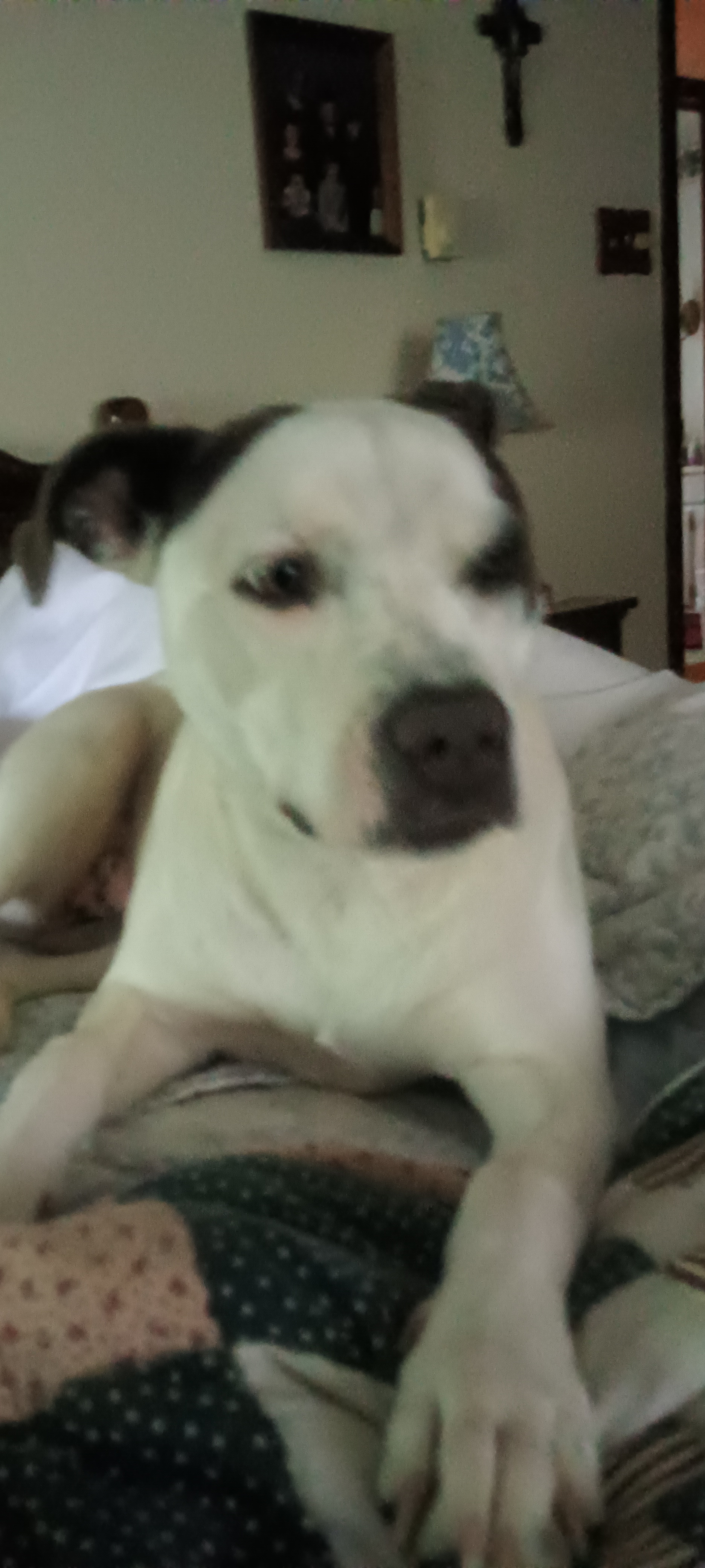 steven.lewis9 on One Bite Pizza App