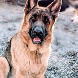 mikey_murica on One Bite Pizza App