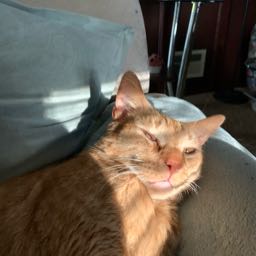 christopher.cordova on One Bite Pizza App