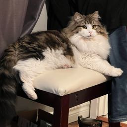 cory.morrow on One Bite Pizza App