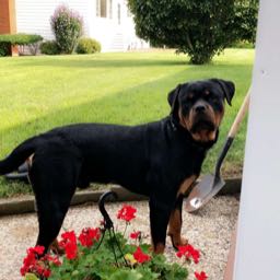 andrew.mccarthy on One Bite Pizza App